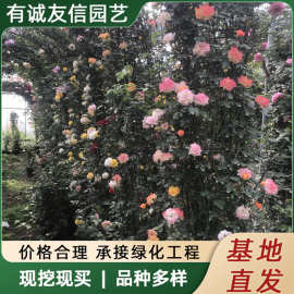 爬藤月季花大苗爬墙庭院花拱门藤本月季大苗阳台四季观赏月季植物