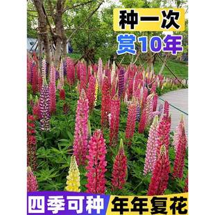 �������N���ļ��_�����ȶ���ͥԺֲ�����Ի������ٲ��N�������N��