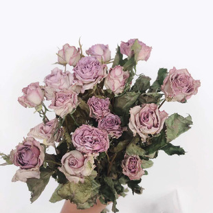 紫薔薇花圖片 海量高清紫薔薇花圖片大全 阿里巴巴 紫薔薇花圖片 海量高清紫薔薇花圖片大全 阿里巴巴