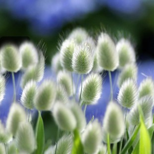 ��β�ݷN���������β��������β��ͥԺ�̨���Դ��ﲥ�N�W�t����