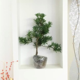 Podocarpus Saplings, Small-Leaf, Medium-Leaf, Bonsai Saplings, Courtyard Ground Planting, Evergreen and Cold-Resistant Saplings in All Seasons