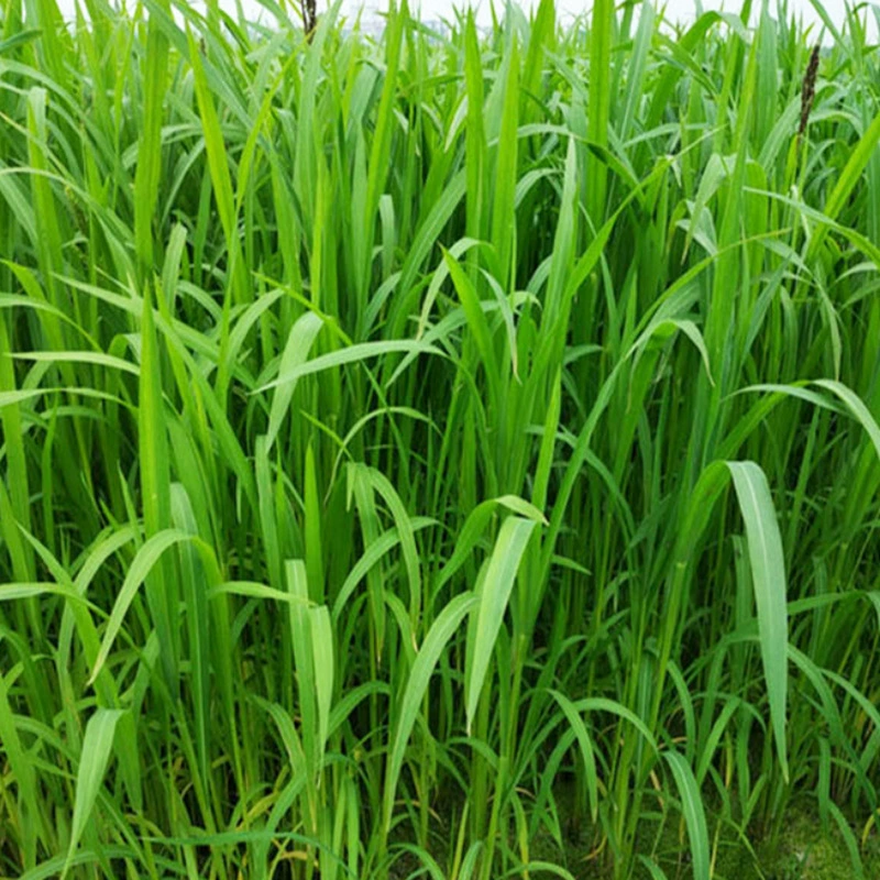 Трава проса Водостойкие семена барниардской травы Разведение рыбы, креветок и крабов Пруд Посадка рисового поля Просо Лист воробья Барниардская трава Семена травы карпа