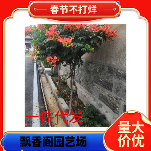 һ�����l������������ֲ���`��������������ϱ����Nֲ�ͺ�ͥԺ��