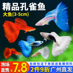 孔雀鱼精品小鱼缸观赏鱼好养耐活热带鱼活鱼天空蓝小型小鱼苗