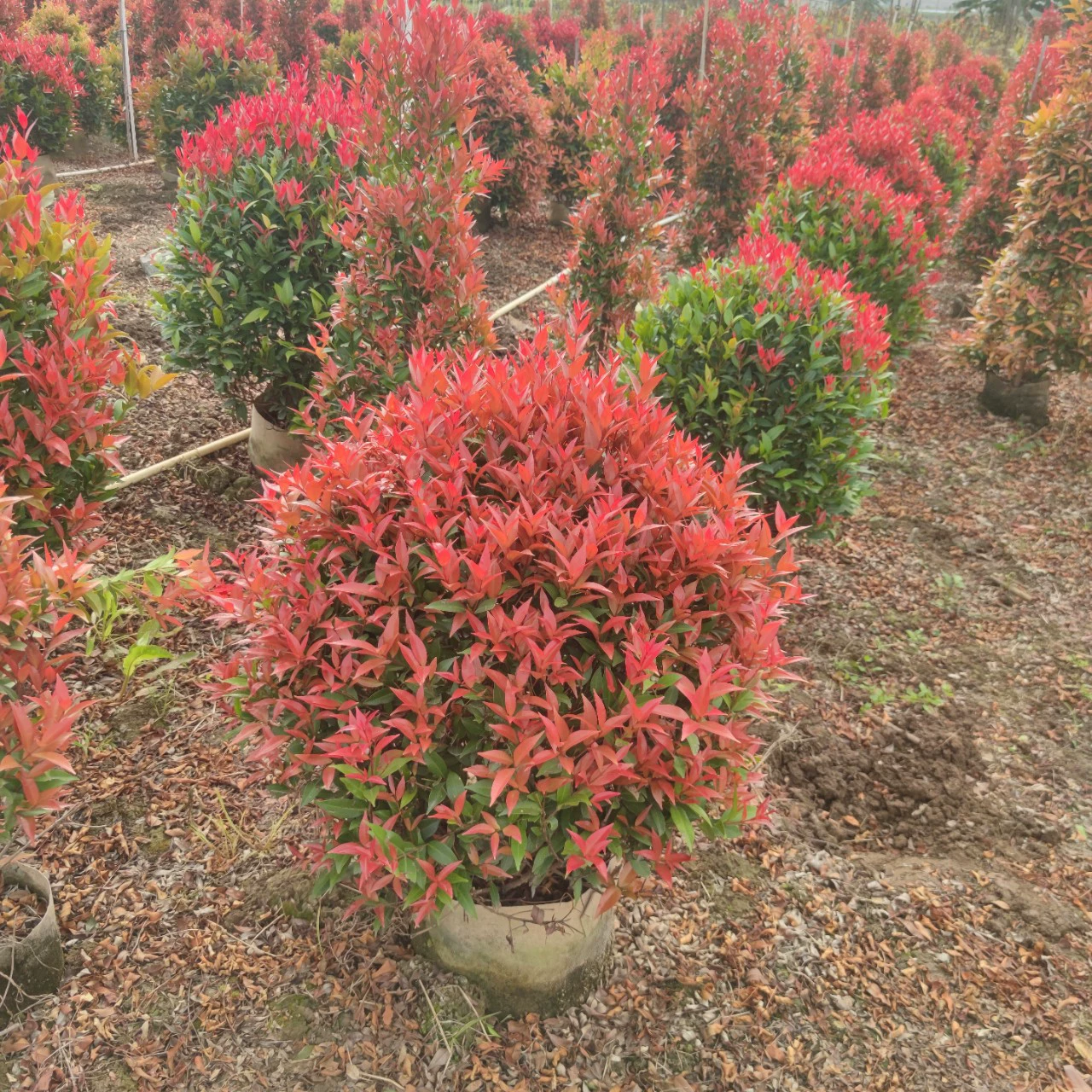 2112 база оптовая поставка красного автомобиля с мячом 60-100 см