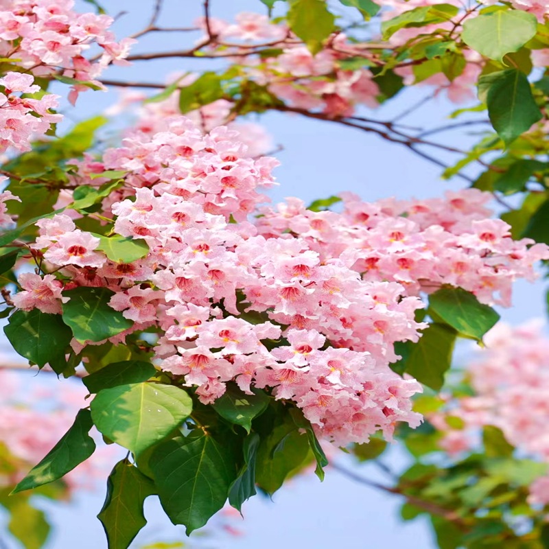 珍惜树种楸树树苗楸梓树金丝粉红花园鹅掌苗室外庭院风景树苗耐寒