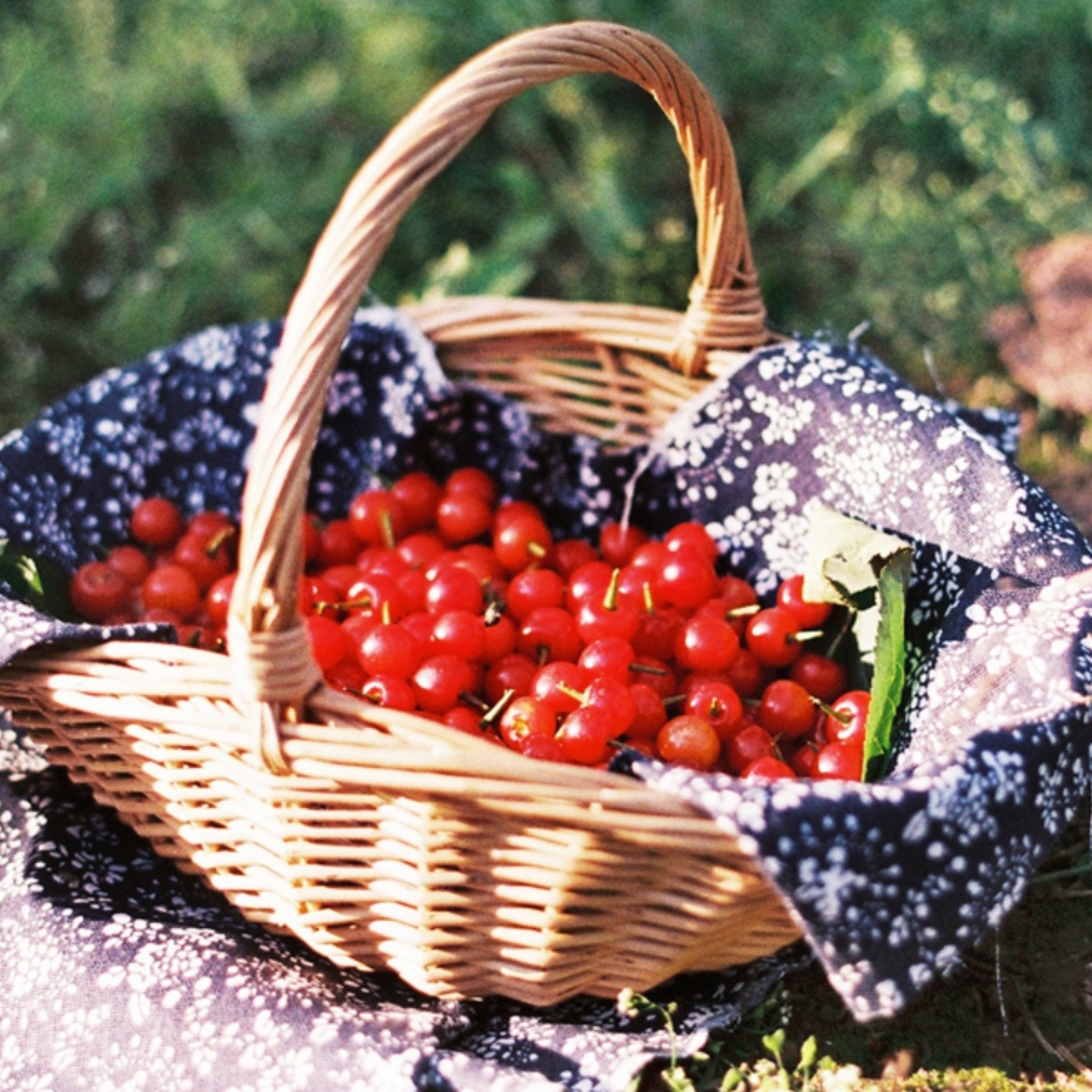 手提篮子藤编柳编创意手工编织小号田园采摘家居收纳装饰篮采摘篮