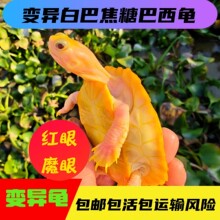 ��ˮ�װͽ��ǹ����t��ħ�۰�����ѩ���̽��׻�׃����ˮ�������