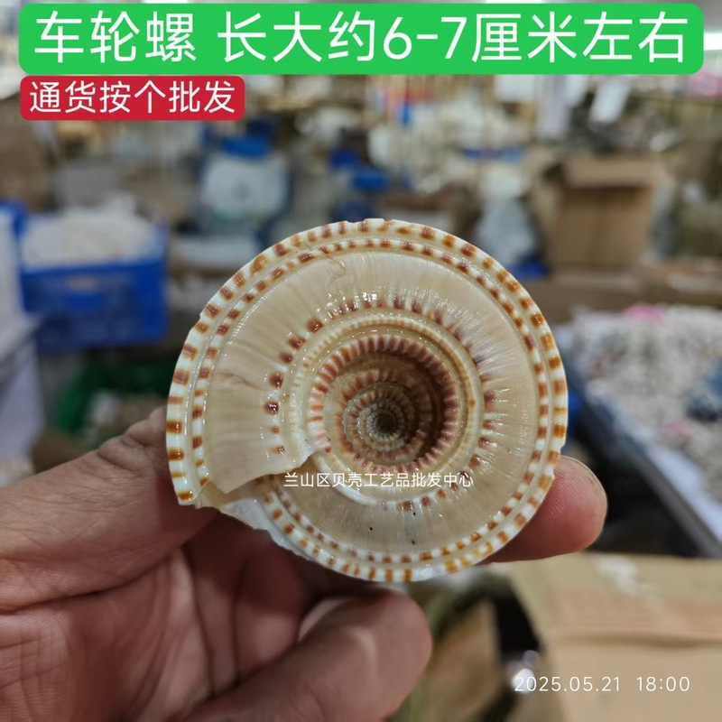 ホイールカタツムリ天然貝巻貝ルームクリエイティブ装飾品水槽水族館造園装飾標本コレクション|undefined