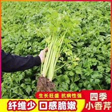 ļС۷NˮС۲˷N׷N߲˷N̨@ѷN