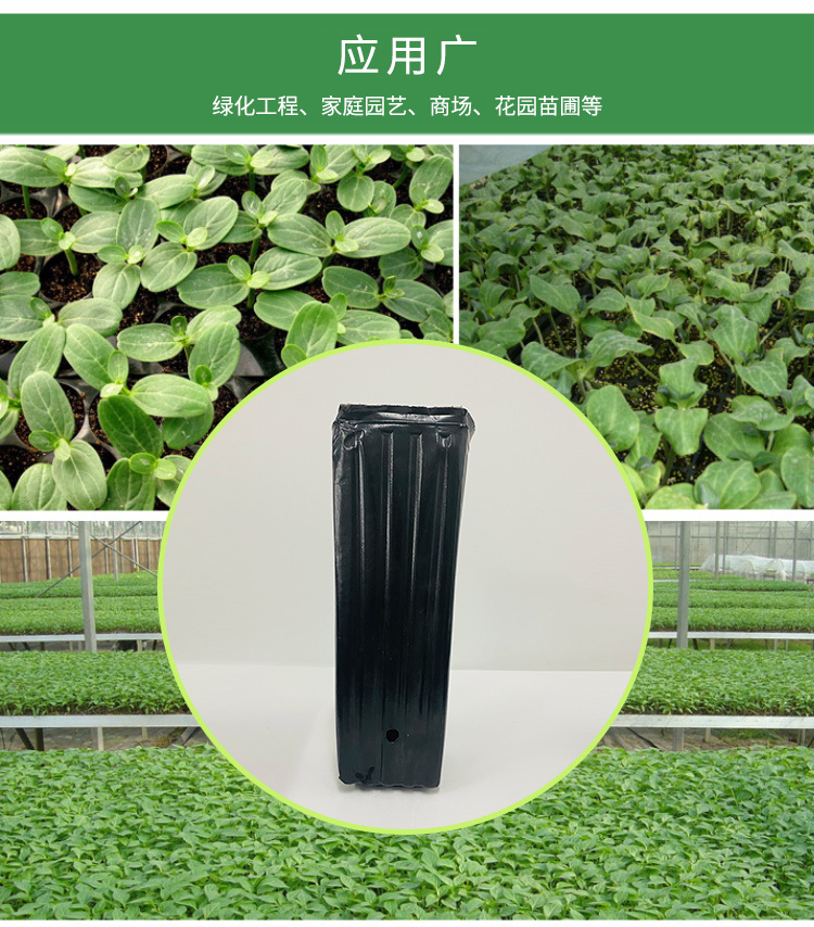 柑橘杯,营养钵,育苗袋