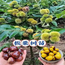 板栗苗树嫁接大红袍地栽特大树苗果树果苗栗子南北方种植当年结果