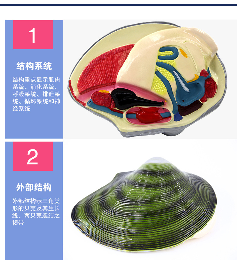 4114河蚌解剖模型_07.jpg