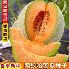 新疆网纹哈密瓜种子四季播水果哈蜜瓜甜瓜香西瓜阳台蔬菜种籽现货