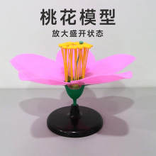 �һ�ģ�� �Ŵ�ʢ�_���һ�ģ�� ֱ��33cm ���n������̌W�x��ģ��