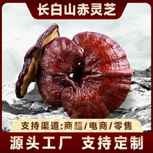 Lɽ`֥lƬ`֥Ƭ|خaݾƟaֱN