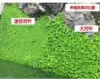 Small pair of leafy seeds 3980 capsules