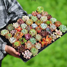 狗狗窝/笼/垫;猫猫零食;猫猫玩具