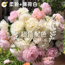 �޸��ذ��߲�̫ꖻ������ļ��_���ܻ��@ֲ���̨ͥԺ���Բ廨�b�