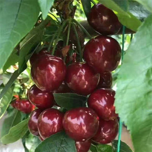 ��Ʒ�N���Ҙ�������܇�����R������������ϱ����Nֲ���Ե��Թ���