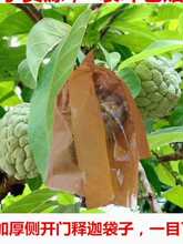 ɏ�F�״����ô��������չ����֦���۴����x��͸���״����_��