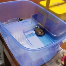 乌龟缸大号透明龟盆塑料家用养龟缸龟屋龟房龟池龟箱不带排水鱼缸