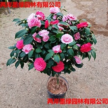 ����ɽ�軨���Ԏ�������ɫ�൤����ֲ���҃Ⱥ��B�軨�����ļ��_��