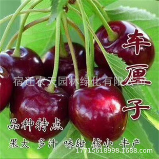 һ�����l܇���Ә�����Ҙ����Ϸ������Nֲ����ͥԺ���䰫�����Ҙ�