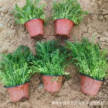 �������l ��� ǧ�~��� С���� �����������������ܲݱ�