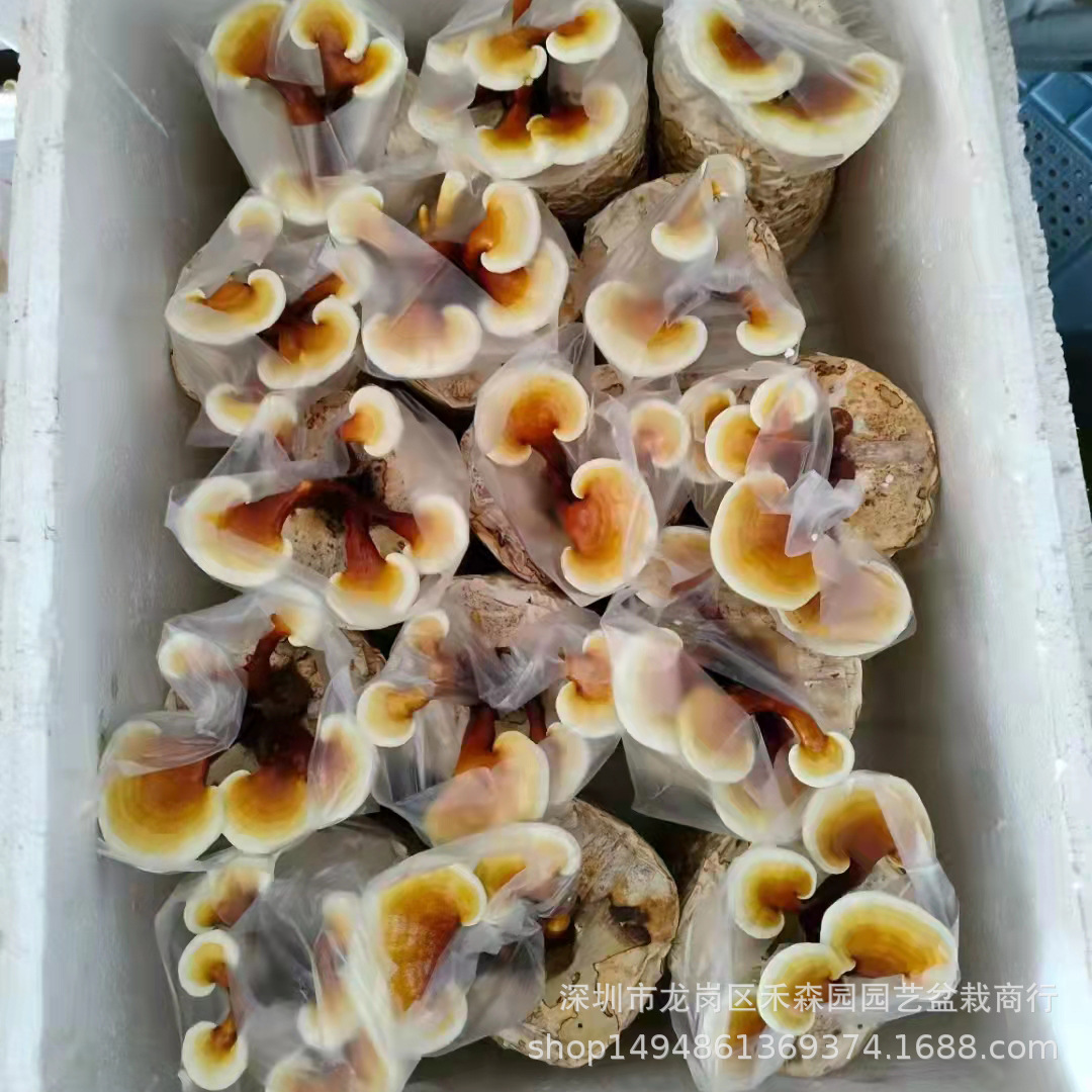 食用观赏活体灵芝盆景盆栽蘑菇灵芝菌包菌种植灵芝苗基地批发直供-阿里巴巴