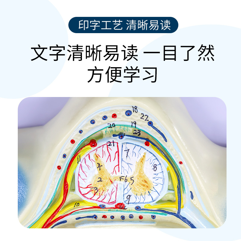 ��������Ŵ�ģ�� ���徱׵������ͼ��񾭷Ŵ�ģ�� ��ѧģ��