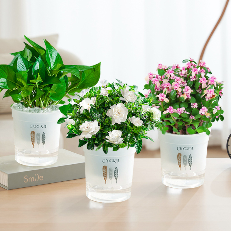 포토스 + 치자나무 + 황금가지와 옥잎(삼엽흡수대) + 영양액