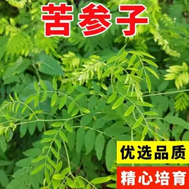 种子;乔木;园林果树