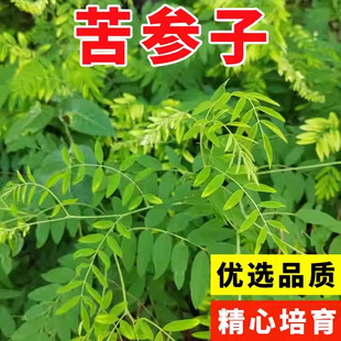 �����N�� ���¿�����ɢ�b�����N���ļ����N�����׹������ݸ߮a