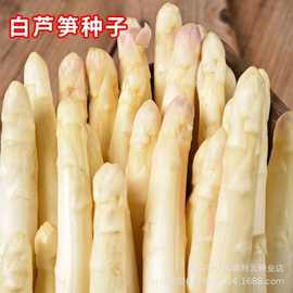 白芦笋种子龙须菜石刁柏种子可食用四季耐寒家庭秋季优质蔬菜种子