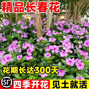 �L�����N�����l ���÷ ��ɫ÷���� �ļ����N �մ����ܷN��