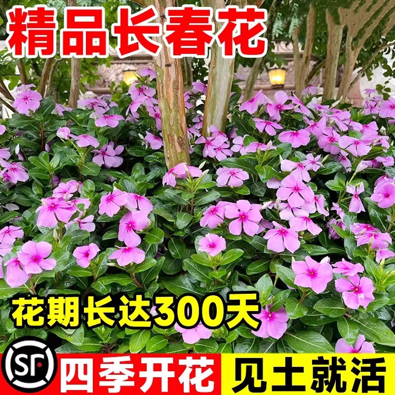 长春花种子批发 五瓣梅 五色梅花籽 四季播种 日春花卉种孑