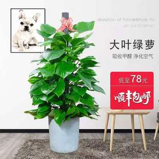 Green Radish Potted Large-Leaf Green Radish Column Large Living Room Green Plant Large Bonsai Evergreen All Year Round Absorbs Formaldehyde and Purifies the Air