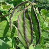 Factory wholesale purple lentils seeds in spring and summer.