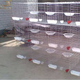 厂家供应蛋鸽笼自动滚蛋蛋鸽笼4层16层蛋鸽笼鸽子养殖设备