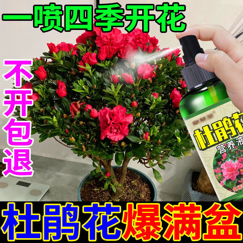 鉢植えのポトスとツツジ用の万能化学肥料、葉の乾燥と黄ばみを促進し、希釈せずに成長を促進する特別な栄養液|undefined