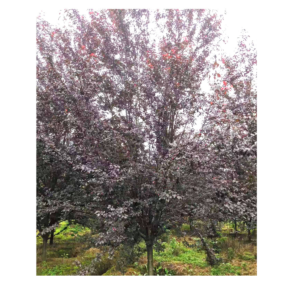 苗圃供应红叶李树红色庭院绿篱6-8cm红叶李树湖南基地价格优惠