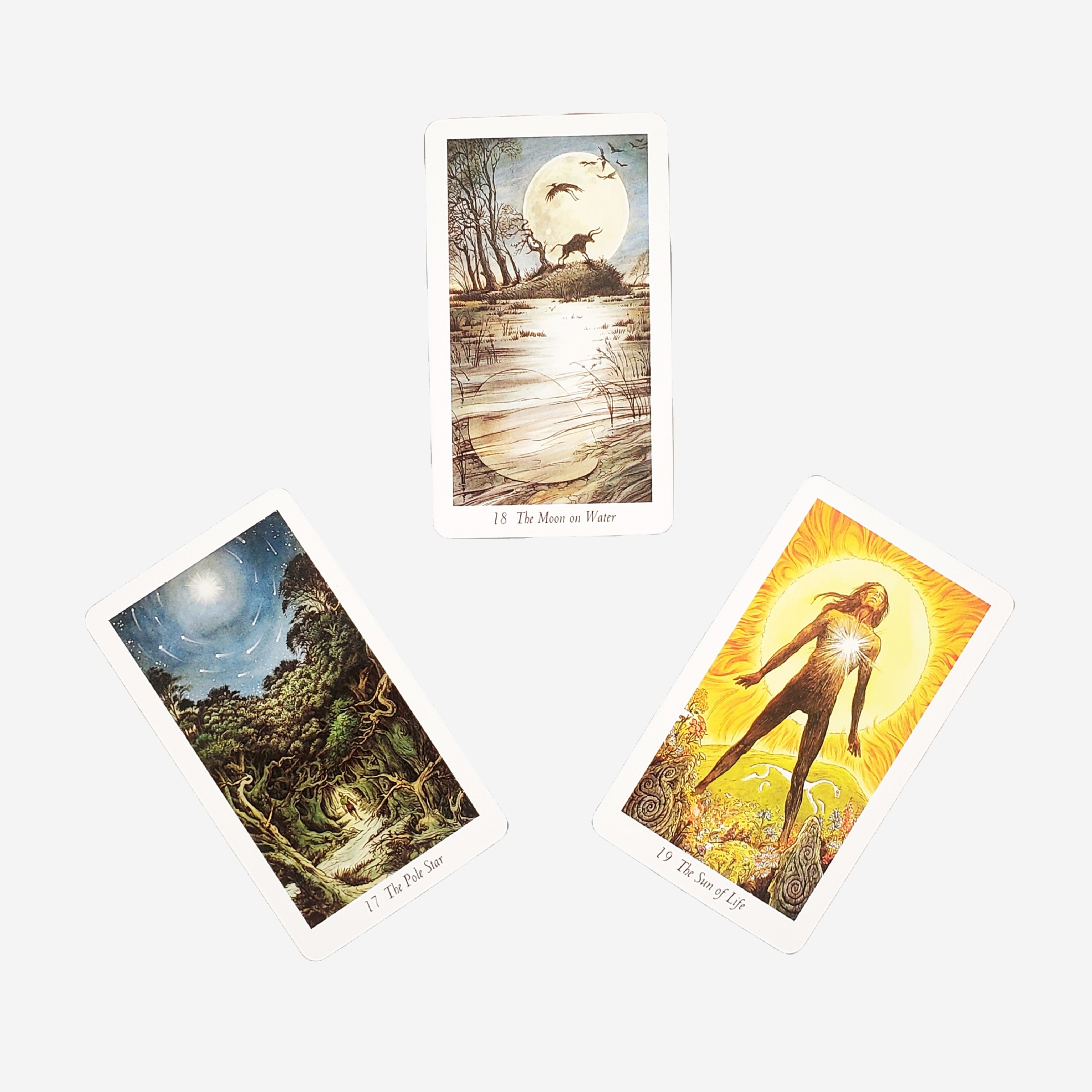 Carte da gioco tarot foresta naturale selvaggia per feste_voghion.com
