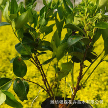 ��ɭŮؑ���� ɽ�|���ݻ���ֱ�N ȫ�������ɻ��ʸ� ���~Ůؑ����