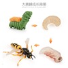 Cross -border simulation children's science and education simulation model growth cycle seed plant insect chicken duck and goose growth cycle