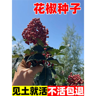 NʳûNѮaߴt۷NͥԺ»ѷN