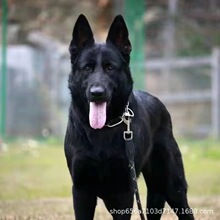 纯种黑色东德牧羊犬幼犬活体灰太极犬东德牧羊犬家护院护卫宠物狗