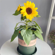 进口向日葵花种子矮生向日葵种子四季开花食用观赏太阳花种子大全