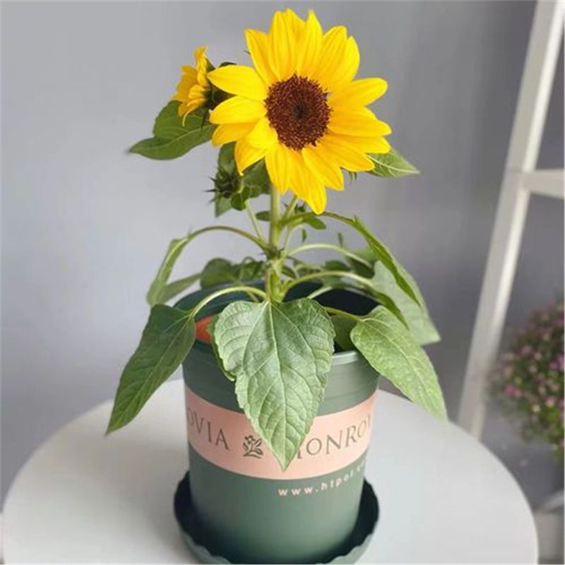 进口向日葵花种子矮生向日葵种子四季开花食用观赏太阳花种子大全