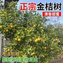 ��ۘ��������ͥԺ�҃Ȏ������ӹ�������ͺ���ʳ�ñ����ļ��Nֲ